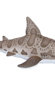 Kosedyr Leopard Hai